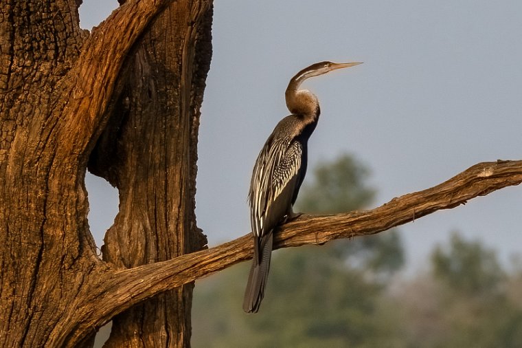 145 Nagarhole NP.jpg